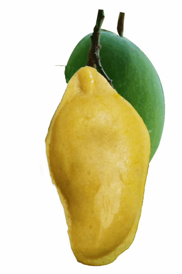 Mango Korapak Sandesh